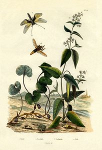 Jengibre silvestre, 1833-39 de French School
